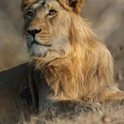 Gir National Park - Veraval