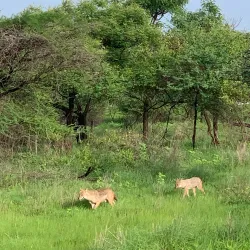 Gir National Park - Veraval