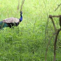 Gir National Park - Veraval