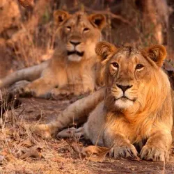 Gir National Park - Veraval