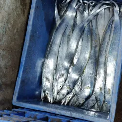 Veraval Fish Market - Veraval