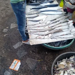 Veraval Fish Market - Veraval
