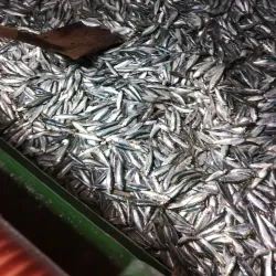Veraval Fish Market - Veraval