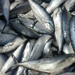 Veraval Fish Market - Veraval