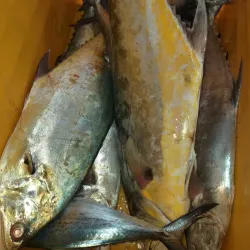 Veraval Fish Market - Veraval