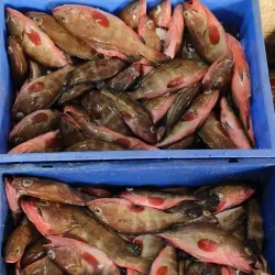 Veraval Fish Market - Veraval