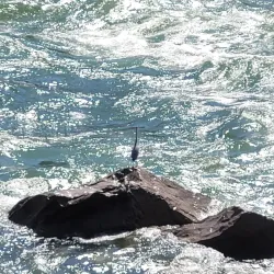 Gandhi Sagar Dam (nearby) - Vidisha