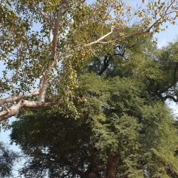 Heliodorus Pillar - Vidisha