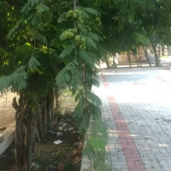 Sundaram Pillai Park - Virudhunagar