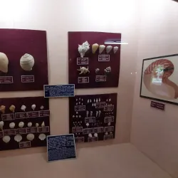 Virudhunagar District Museum - Virudhunagar