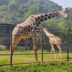 Indira Gandhi Zoological Park - Visakhapatnam