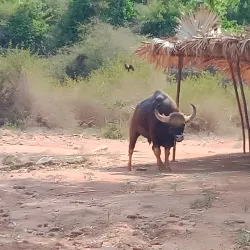 Indira Gandhi Zoological Park - Visakhapatnam