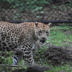 Indira Gandhi Zoological Park - Visakhapatnam