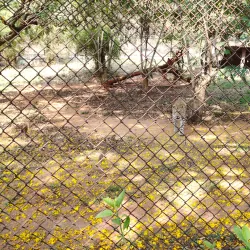 Indira Gandhi Zoological Park - Visakhapatnam