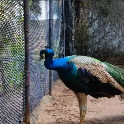 Indira Gandhi Zoological Park - Visakhapatnam