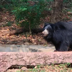 Indira Gandhi Zoological Park - Visakhapatnam
