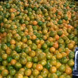 Local Orange Processing Units - Warud