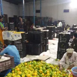 Local Orange Processing Units - Warud