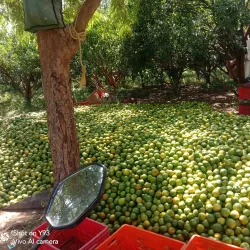 Local Orange Processing Units - Warud