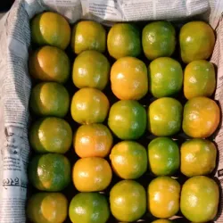 Local Orange Processing Units - Warud