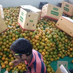 Local Orange Processing Units - Warud