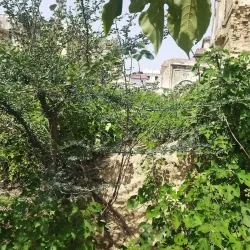 Chhachhrauli Fort - Yamunanagar (Yamuna Nagar)