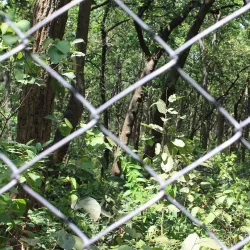 Kalesar National Park - Yamunanagar (Yamuna Nagar)