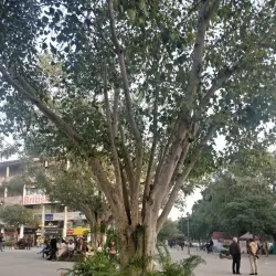 Sector 17 Plaza (nearby) - Zirakpur