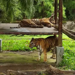 Bali Safari and Marine Park - Bali