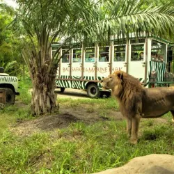 Bali Safari and Marine Park - Bali