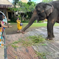 Bali Safari and Marine Park - Bali