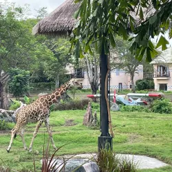 Bali Safari and Marine Park - Bali