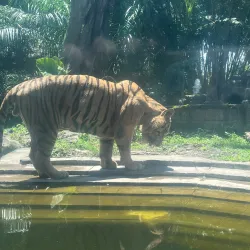 Bali Safari and Marine Park - Bali