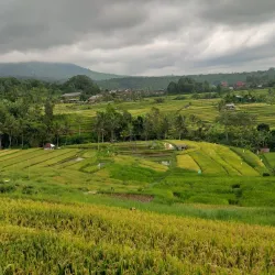 Jatiluwih Rice Terraces - Bali