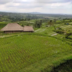 Jatiluwih Rice Terraces - Bali