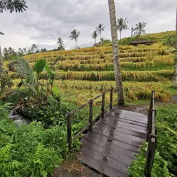 Jatiluwih Rice Terraces - Bali