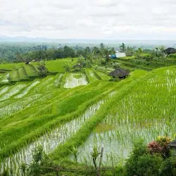 Jatiluwih Rice Terraces - Bali