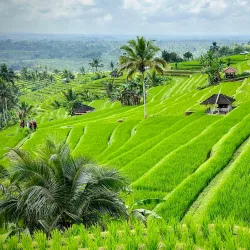 Jatiluwih Rice Terraces - Bali
