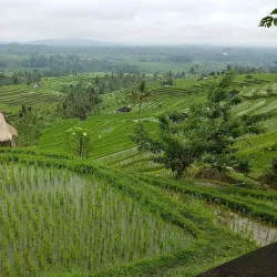 Jatiluwih Rice Terraces - Bali