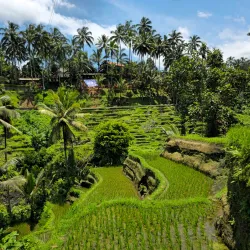 Tegallalang Rice Terraces - Bali