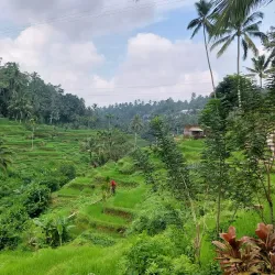 Tegallalang Rice Terraces - Bali