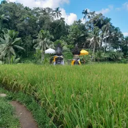 Tegallalang Rice Terraces - Bali