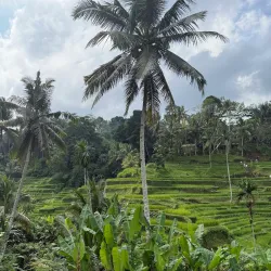 Tegallalang Rice Terraces - Bali