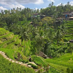 Tegallalang Rice Terraces - Bali