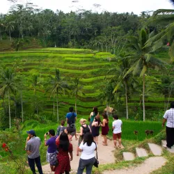 Tegallalang Rice Terraces - Bali