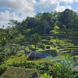 Tegallalang Rice Terraces - Bali