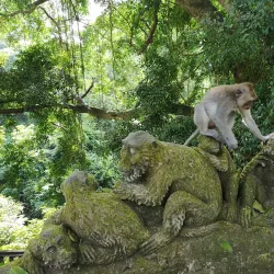 Ubud Monkey Forest - Bali