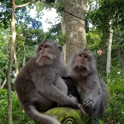 Ubud Monkey Forest - Bali
