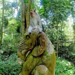 Ubud Monkey Forest - Bali