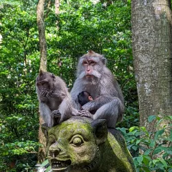 Ubud Monkey Forest - Bali